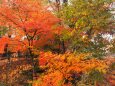 小諸城址公園の紅葉