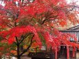 小諸城址公園の紅葉