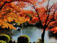 東寺紅葉