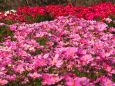 馬見丘陵公園のコスモス