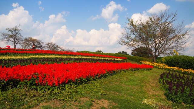 馬見丘陵公園のサルビア