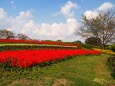 馬見丘陵公園のサルビア