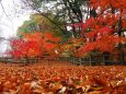 小諸城址公園の紅葉