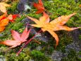 小諸城址公園の紅葉