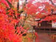 小諸城址公園の紅葉