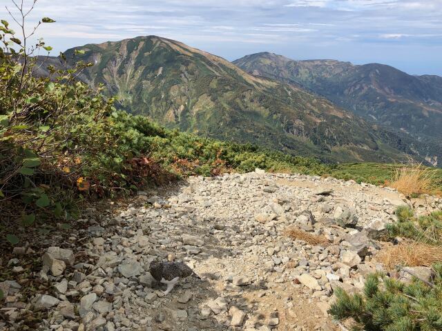 雷鳥坂にて