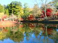 奈良公園紅葉