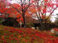 小諸城址公園の紅葉