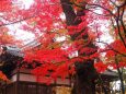 小諸城址公園の紅葉