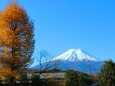 忍野八海紅葉