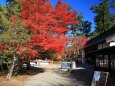 秋の毛越寺 