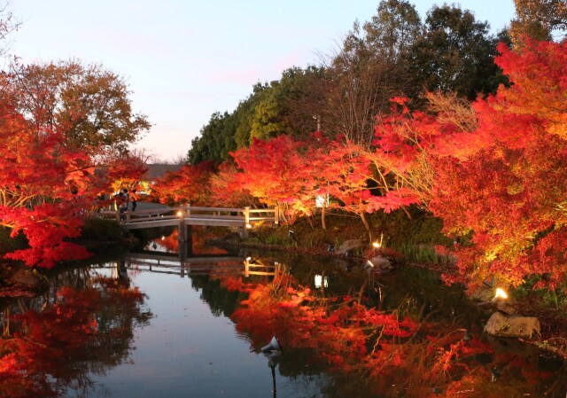 なばなの里紅葉