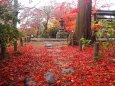 小諸城址公園の紅葉