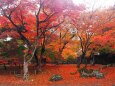 小諸城址公園の紅葉