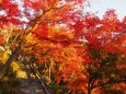 清水寺の紅葉