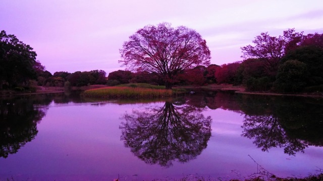 秋の昭和記念公園の夕景