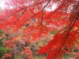 嵐山の紅葉