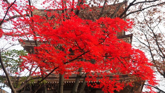 善光寺の紅葉