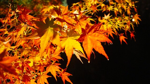 東寺の紅葉