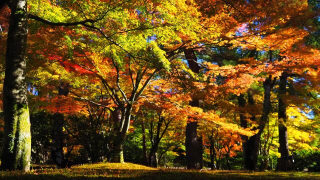 兼六園の紅葉