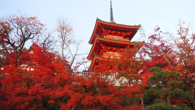 清水寺の紅葉