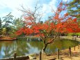 奈良公園紅葉