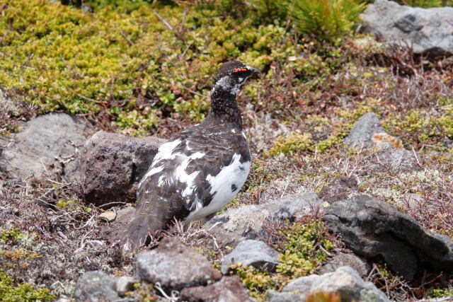 継子岳の雄雷鳥3