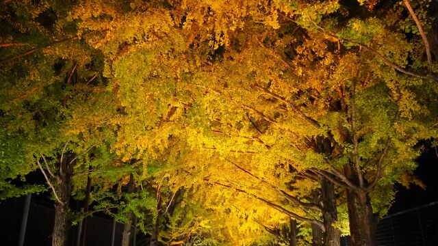 秋の夜の昭和記念公園