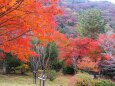 嵐山の紅葉