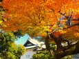 秋の金沢城公園