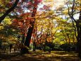 兼六園の紅葉