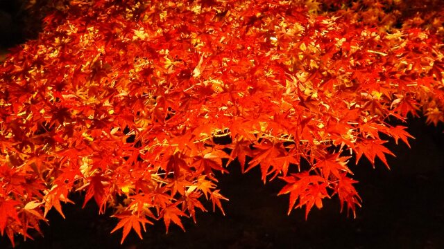 秋の夜の東寺