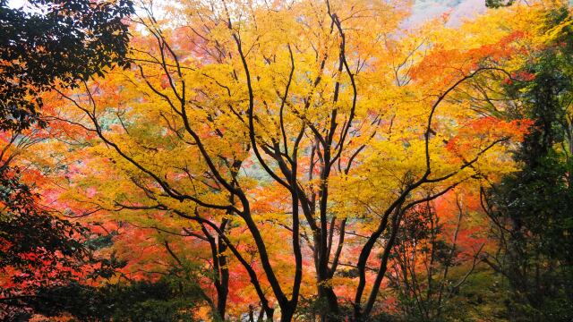 嵐山の紅葉