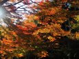 明月院の紅葉