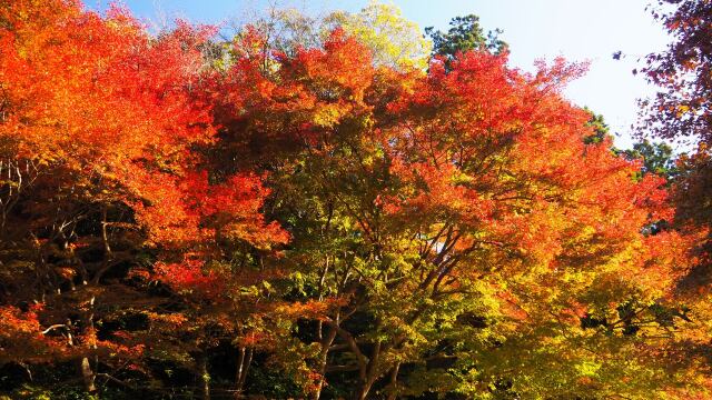明月院の紅葉