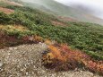 雷鳥坂にて