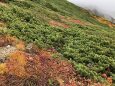 秋の雷鳥坂にて