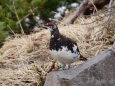 みくりが池の雄雷鳥