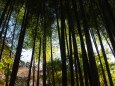 明月院の竹林