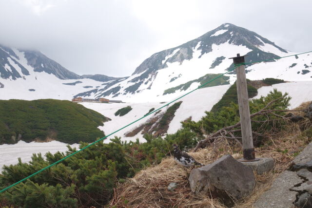 みくりが池の雄雷鳥2