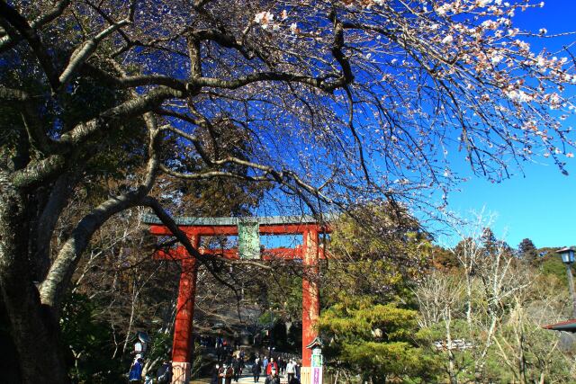 四季桜咲く志波彦神社