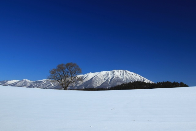 冬の小岩井農場一本桜