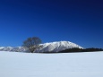 冬の小岩井農場一本桜