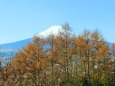 迎春富士山