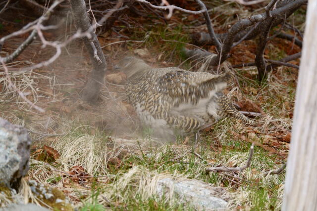 みくりが池の雌雷鳥5