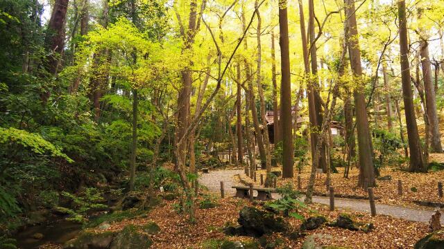 秋の成田山公園