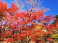 熱海梅園の紅葉