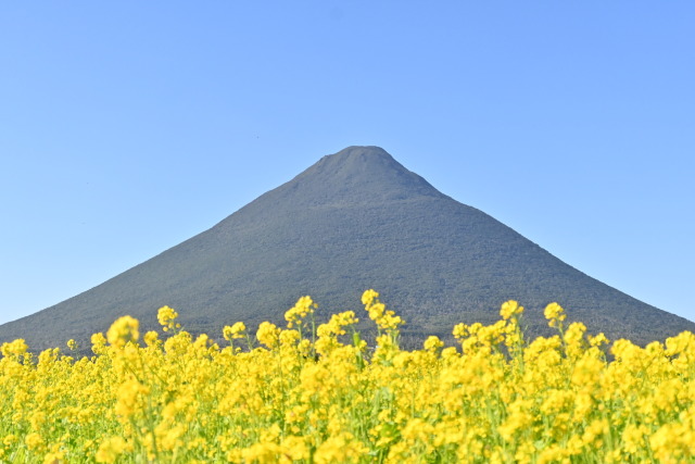 菜の花と開聞岳