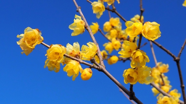 府中市郷土の森博物館の蝋梅