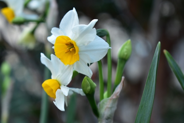 ニホンスイセン